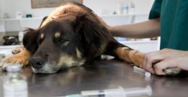 Διακόπηκε λόγω covid το πρόγραμμα εθελοντικών στειρώσεων αδέσποτων ζώων συντροφιάς στο Δήμο Βέροιας