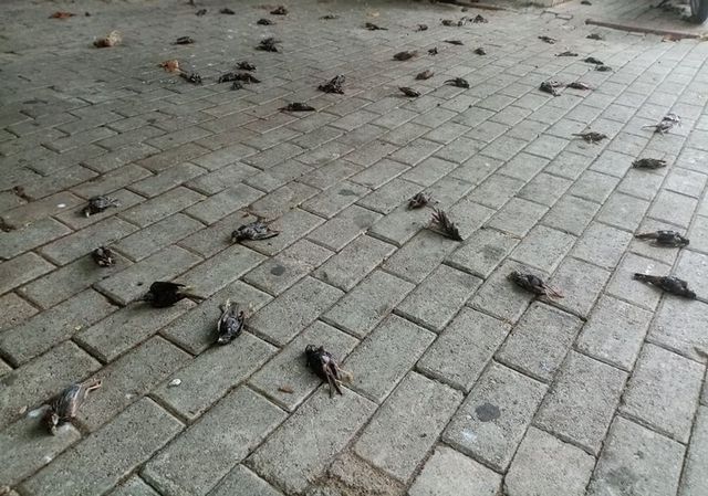Ρώμη: Εκατοντάδες νεκρά πουλιά μετά τα πυροτεχνήματα για την Πρωτοχρονιά 