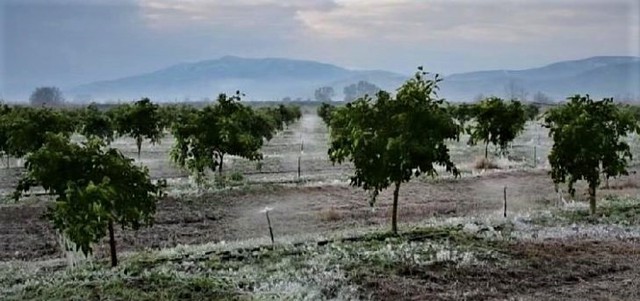 Δ/Κ Λουτρού: Ανακοινώθηκαν τα πορίσματα επανεκτίμησης ζημιών από τον Παγετό της 21ης Μαρτίου 2022