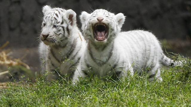 Πακιστάν: Λευκά τιγράκια πέθαναν πιθανόν από κορωνοϊό
