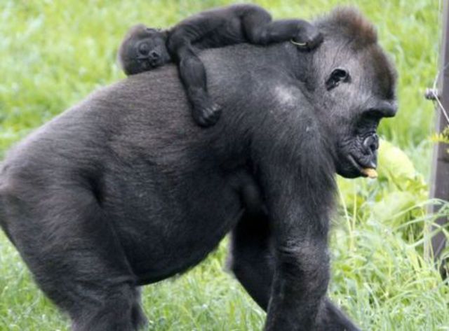 Oι μεγάλοι πίθηκοι τα πρώτα πρωτεύοντα θηλαστικά που εμβολιάσθηκαν κατά της Covid-19  