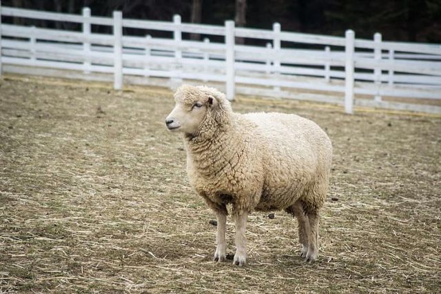 «Αγκαλιάστε ένα πρόβατο» : Η πρόταση φάρμας σε όσους αισθάνονται μοναξιά