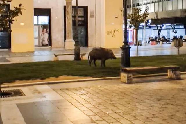 Θεσσαλονίκη: Αγριογούρουνο βγήκε για βόλτα στην Αριστοτέλους (video)