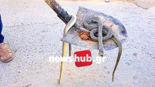 Κρήτη: Βγάζουν φίδια από τις αυλές των σπιτιών τους με φτυάρια