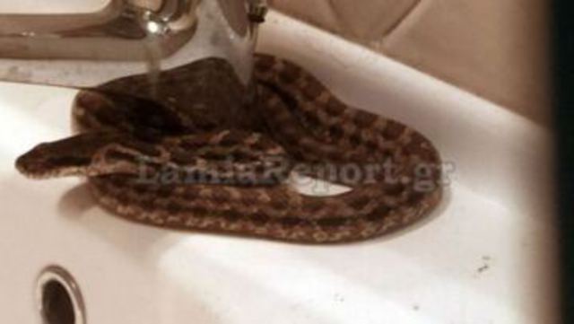 Μαγνησία: Φίδι ξετρύπωσε από τη... λεκάνη τουαλέτας σε κάμπινγκ!