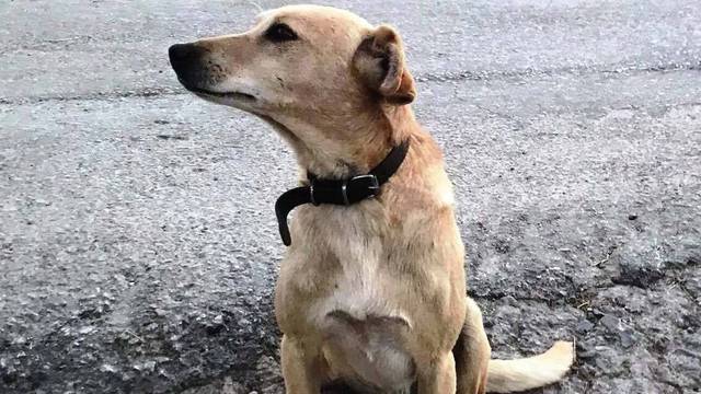 Ημαθία: Έπνιξε αδέσποτο σκύλο με σκοινί!