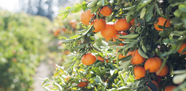 Αφαίρεση βιολογικού σήματος από παραγωγό πορτοκαλιών- Συνεχίζονται οι έλεγχοι σε όλη την επικράτεια
