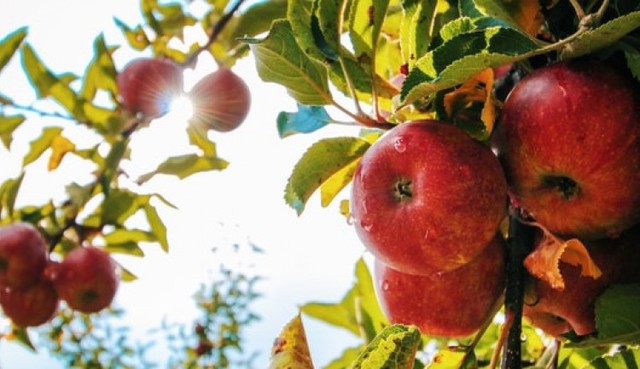 Γεωργαντάς: Η τιμή στα μήλα δεν δικαιολογείται, θα γίνουν έλεγχοι