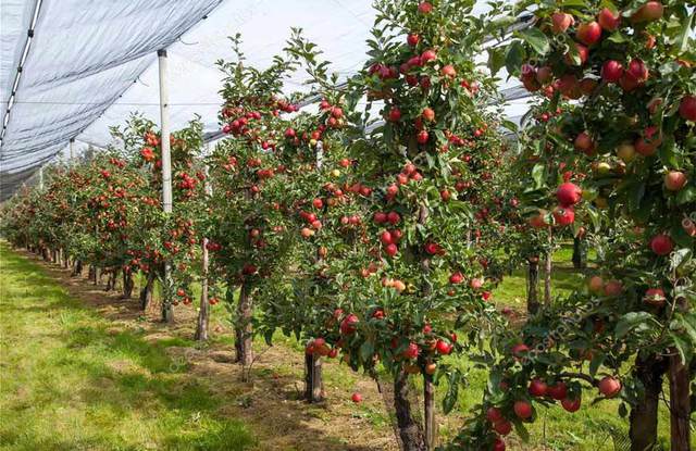 Ενημέρωση για αναγγελίες ζημιάς σε καλλιέργειες μηλιάς στη Νάουσα από βροχόπτωση