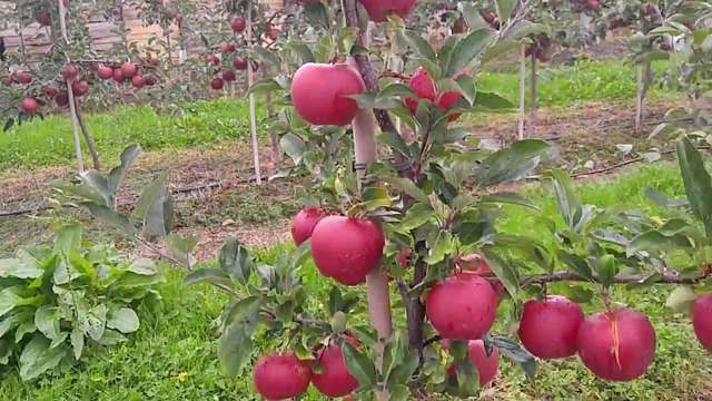 Δήλωση ζημιών από τη βροχόπτωση της 14ης Οκτωβρίου στους Ανταποκριτές ΕΛΓΑ Δ.Κ. Αλεξάνδρειας και Τ.Κ. Βρυσακίου (για τις καλλιέργειες μήλων Φούτζι)