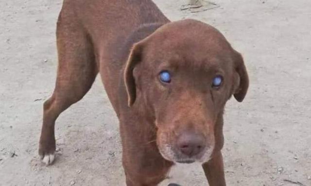 Νάουσα: Άδοξο «τέλος» για την τυφλή αδέσποτη σκυλίτσα που συγκίνησε, την σκότωσαν με φόλα!