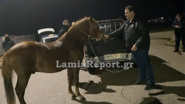 Απίστευτες εικόνες στη Λαμία: Κυνηγούσαν άλογο μέσα στην πόλη