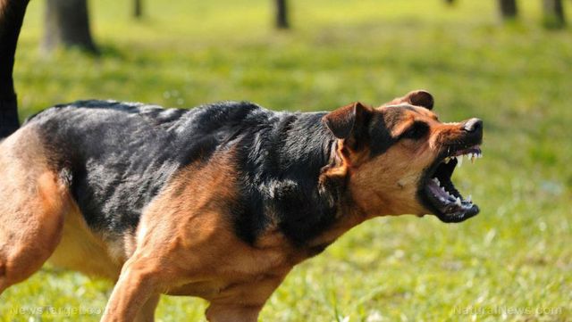 Τρόμος για γυναίκα στην Κοζάνη: Δέχθηκε άγρια επίθεση από σκύλο