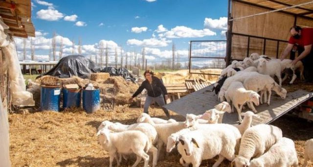 Με τροπολογία Γεωργαντά 45 εκατ. ευρώ στους κτηνοτρόφους για αγορά ζωοτροφών