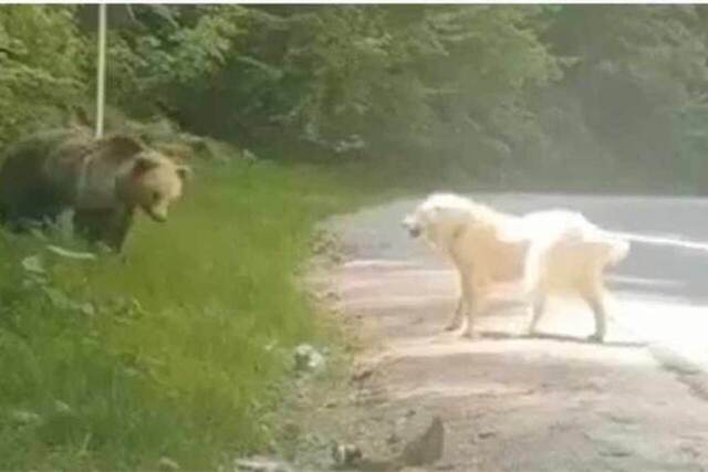 Μάχη αρκούδας και ποιμενικού σκύλου στο Μέτσοβο