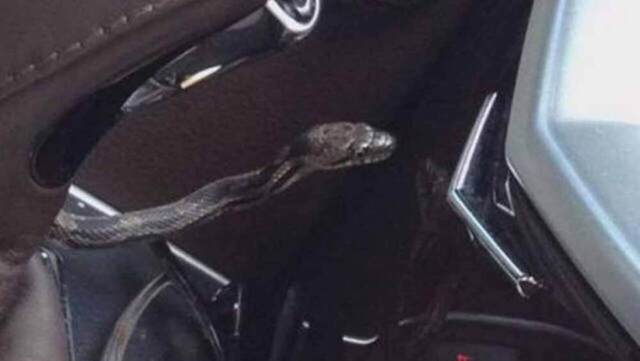 Τροχαίο στη Λάρισα – Φίδι “τρύπωσε” σε αυτοκίνητο και δάγκωσε τον οδηγό