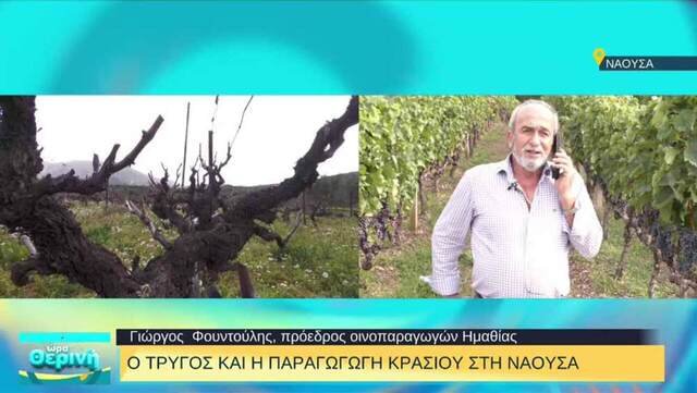 Ξινόμαυρο: Το μοναδικό κρασί της Νάουσας που εξάγεται σε 40 χώρες