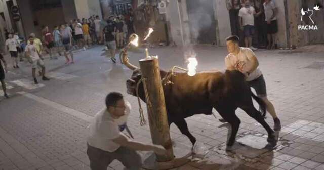 Απίστευτο βασανιστήριο σε ταύρο στη Βαλένθια - Τον έδεσαν κι έβαλαν στα κέρατά του πυρσούς με φωτιά