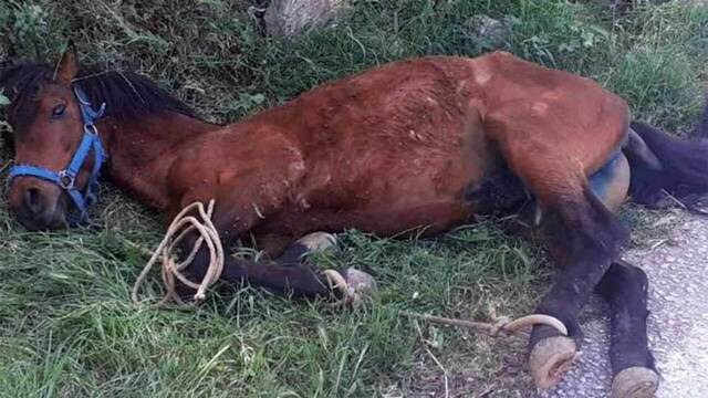 Άγρια κακοποίηση αλόγου στην Τζια – Συνελήφθη ο 34χρονος ιδιοκτήτης