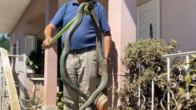 Κακοκαιρία Daniel: Φίδι 2,5 μέτρων βγήκε μέσα από τα νερά στον Παλαμά