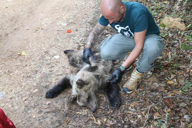 Φλώρινα: Πυροβόλησαν και σκότωσαν αρκουδάκι λίγων μηνών, δίπλα στη μητέρα του