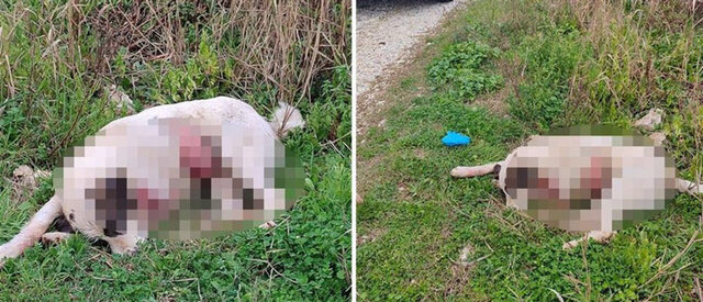 Σκηνικό φρίκης στην Πρέβεζα : Κυνηγός πυροβόλησε και σκότωσε σκύλο μπροστά σε παιδιά