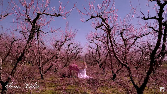 Μια ωδή στην Άνοιξη: Η Έλενα Ξυδιά υμνεί την ομορφιά της ''Ανθισμένης Ροδακινιάς'' - Οκτώ δισεκατομμύρια λουλούδια στην Ημαθία (βίντεο)