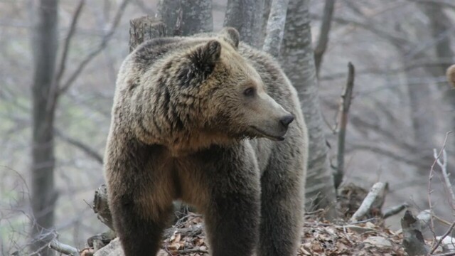 Άργος Ορεστικό: Αρκούδα έκοβε βόλτες στο κέντρο της πόλης - Σκόρπισε τον πανικό μέσα στη νύχτα