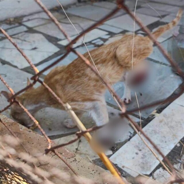 Φρίκη στη Χαλκιδική: Γατάκι βρέθηκε με ακρωτηριασμένα τα δύο πόδια του