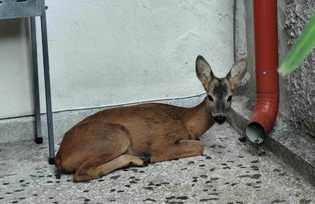 Διάσωση ζαρκαδιού  στη Νάουσα