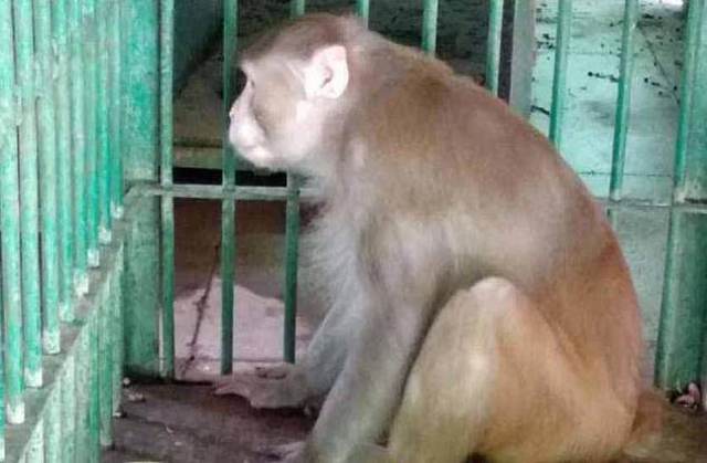 Αλκοολική σαρκοβόρος μαϊμού σκόρπισε τον τρόμο στην Ινδία