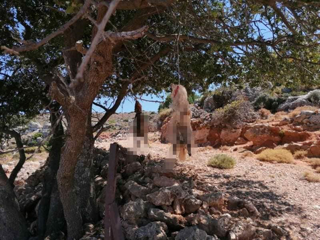 Χανιά: Έγδαραν και κρέμασαν σκύλους από δέντρα - Αναζητούνται οι δράστες