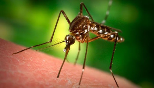 Έναρξη επεμβάσεων για καταπολέμηση κουνουπιών στο Δήμο Βέροιας