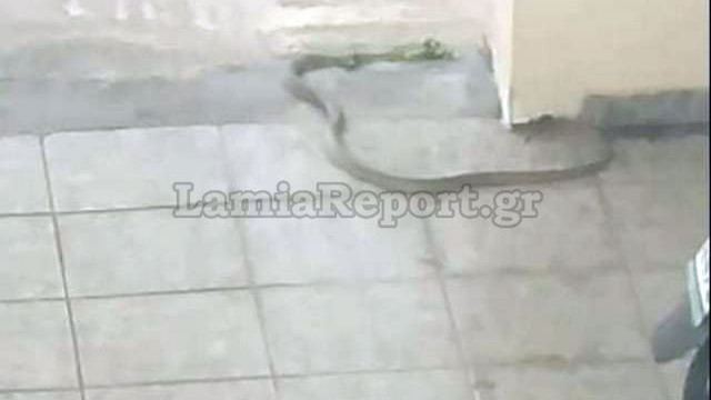 Φίδι σε πυλωτή πολυκατοικίας στο κέντρο της Λαμίας   
