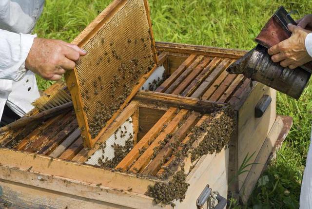 Υποβολή αιτήσεων στα πλαίσια  υλοποίησης του προγράμματος για τη βελτίωση των συνθηκών παραγωγής και εμπορίας των προϊόντων της μελισσοκομίας για το έτος 2022