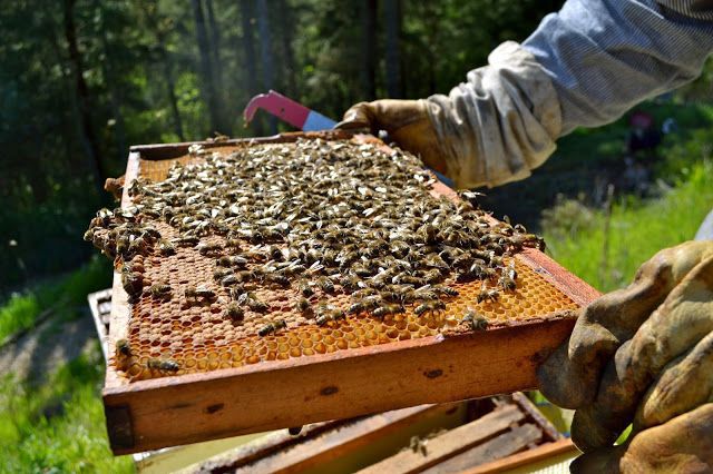 Μέλι: Κινδυνεύει να χαθεί το 1/3 των κυψελών – «Γονατίζει» η νοθεία