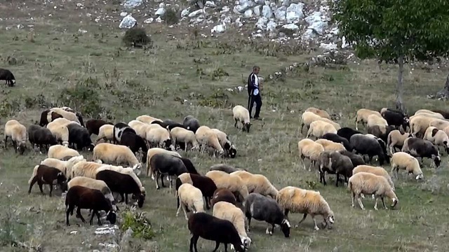 Θεσσαλία: Συναγερμός για τα κρούσματα πανώλης στα αιγοπρόβατα (βίντεο)