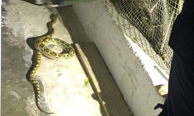 Τρίκαλα: Παιδί πήγε να ξαπλώσει και βρήκε δίπλα του ένα φίδι